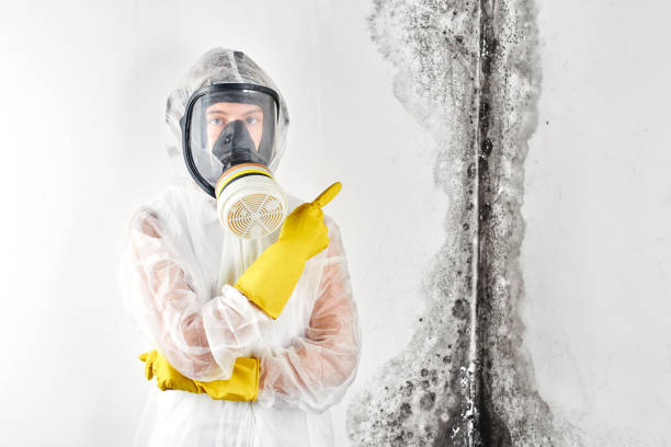 Reliable Round Lake Beach, IL Mold Removal & Remediation Solutions