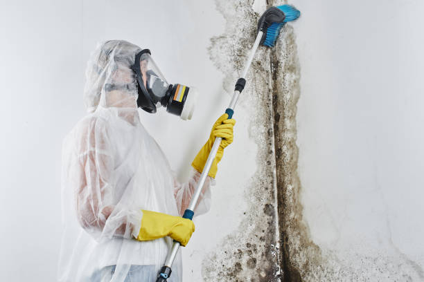 Best Asbestos and Lead Testing During Mold Inspection  in Round Lake Beach, IL