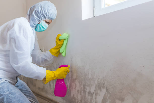 Best Real Estate Mold Inspection  in Round Lake Beach, IL