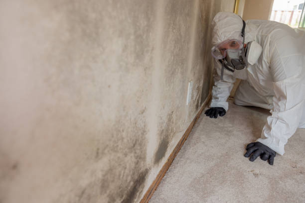 Best Mold Remediation for Healthcare Facilities  in Round Lake Beach, IL