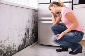 Best Mold Damage Restoration  in Round Lake Beach, IL